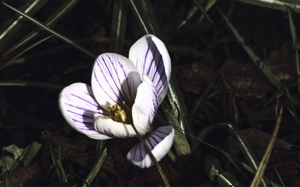 white and purple crocus flower in bloom during daytime