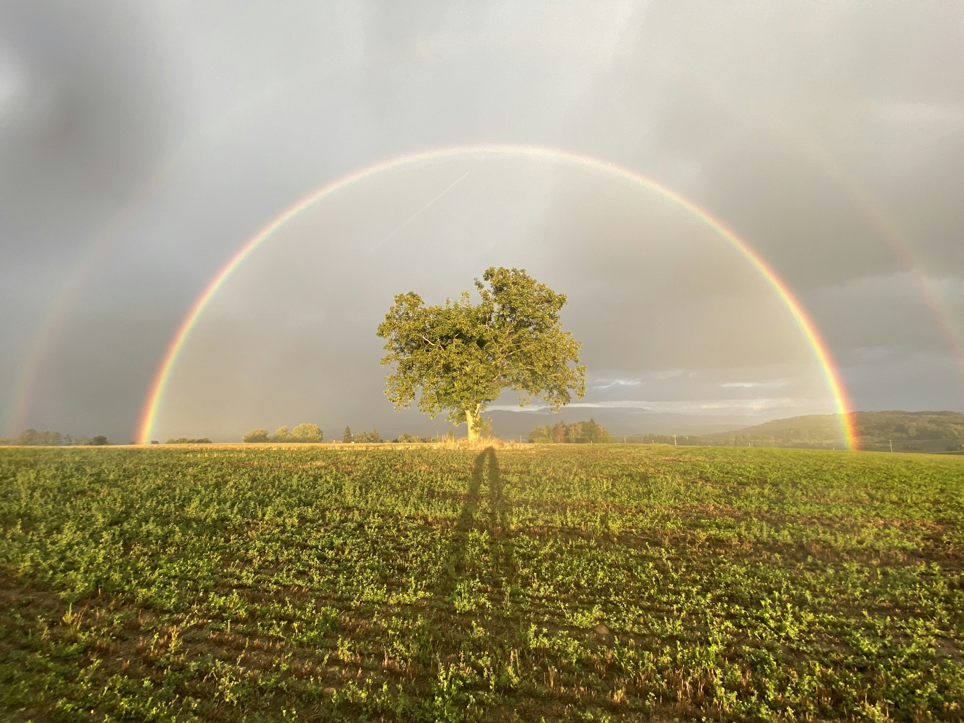 green grass field with rainbow