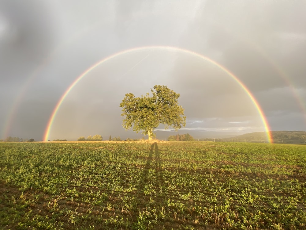 campo di erba verde con arcobaleno