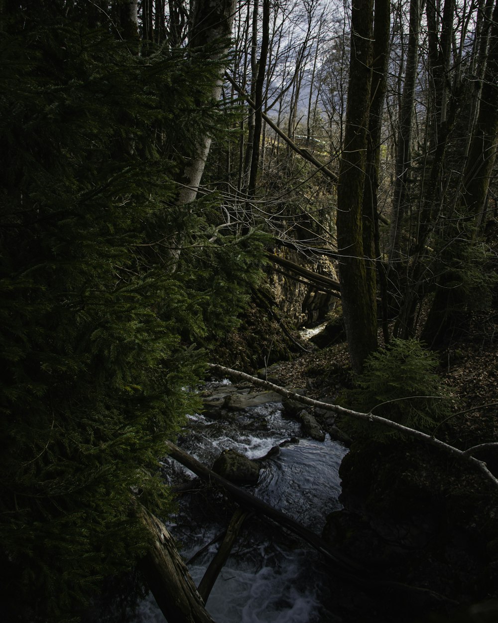 green trees beside river during daytime