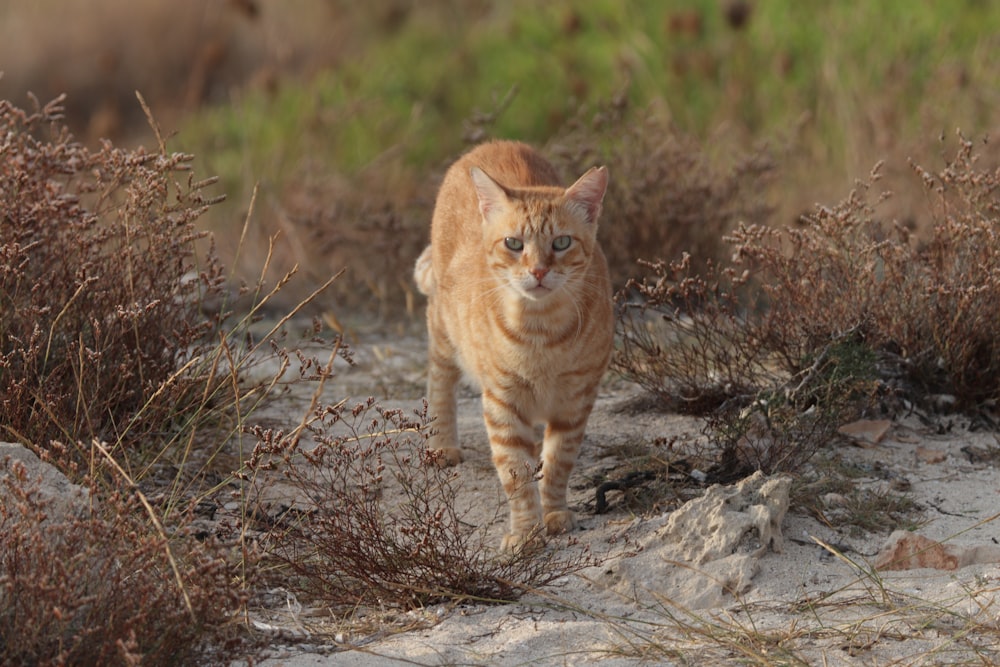orange tabby cat on brown grass field