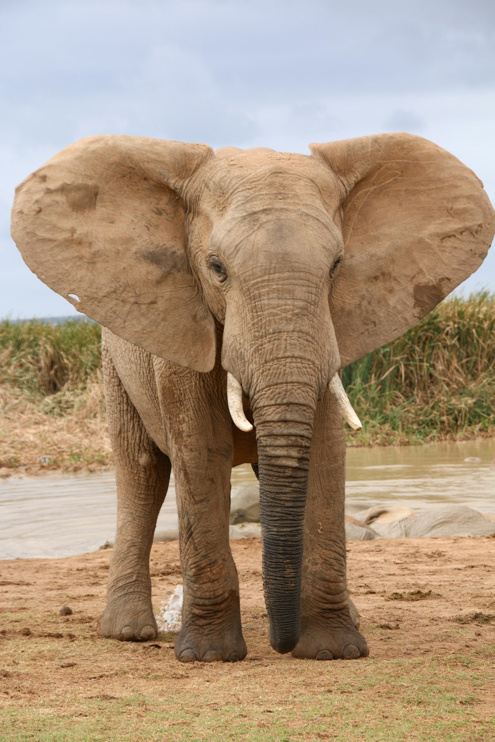 Brauner Elefant geht tagsüber auf braunem Sand spazieren