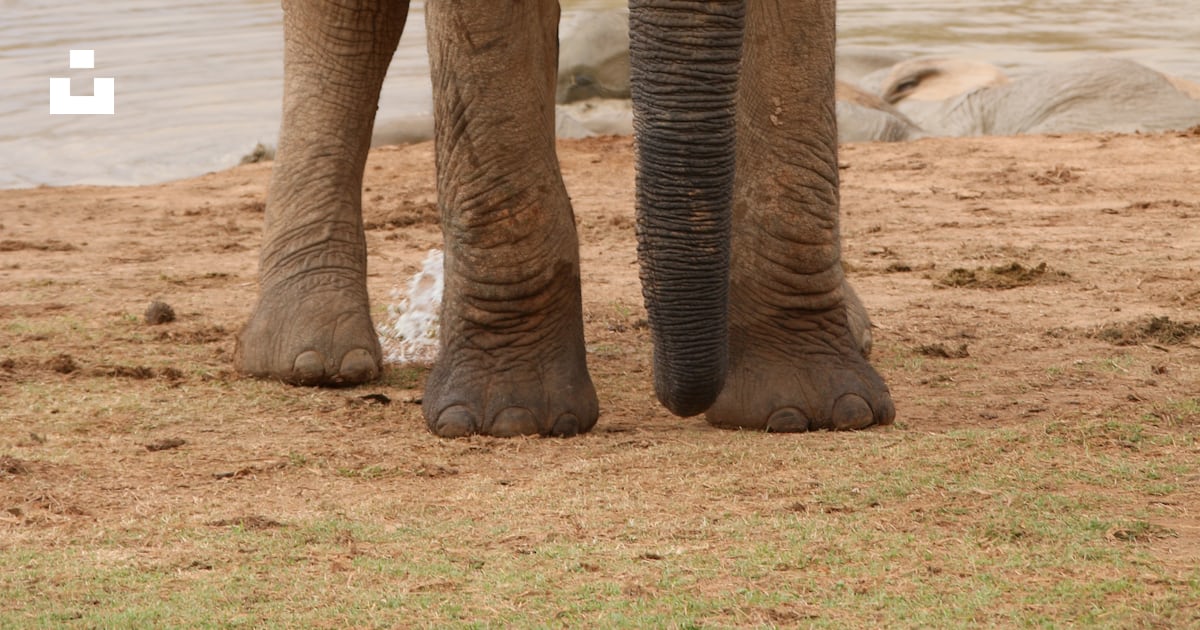 Brauner Elefant geht tagsüber auf braunem Sand spazieren Foto ...