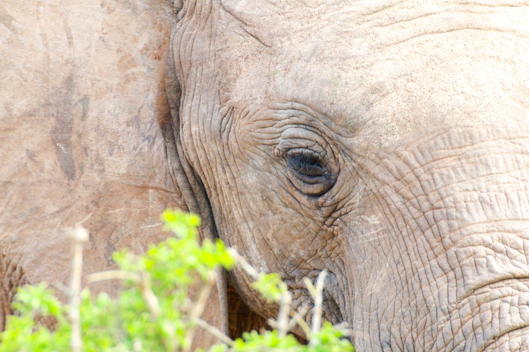 elephant eating grass during daytime