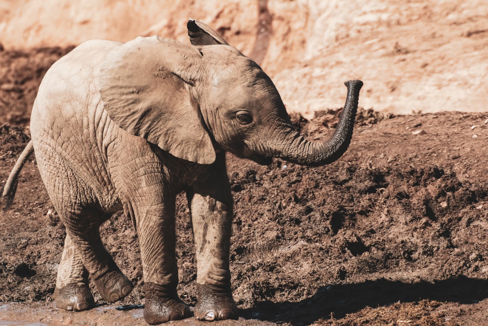 éléphant marchant sur un sol brun pendant la journée