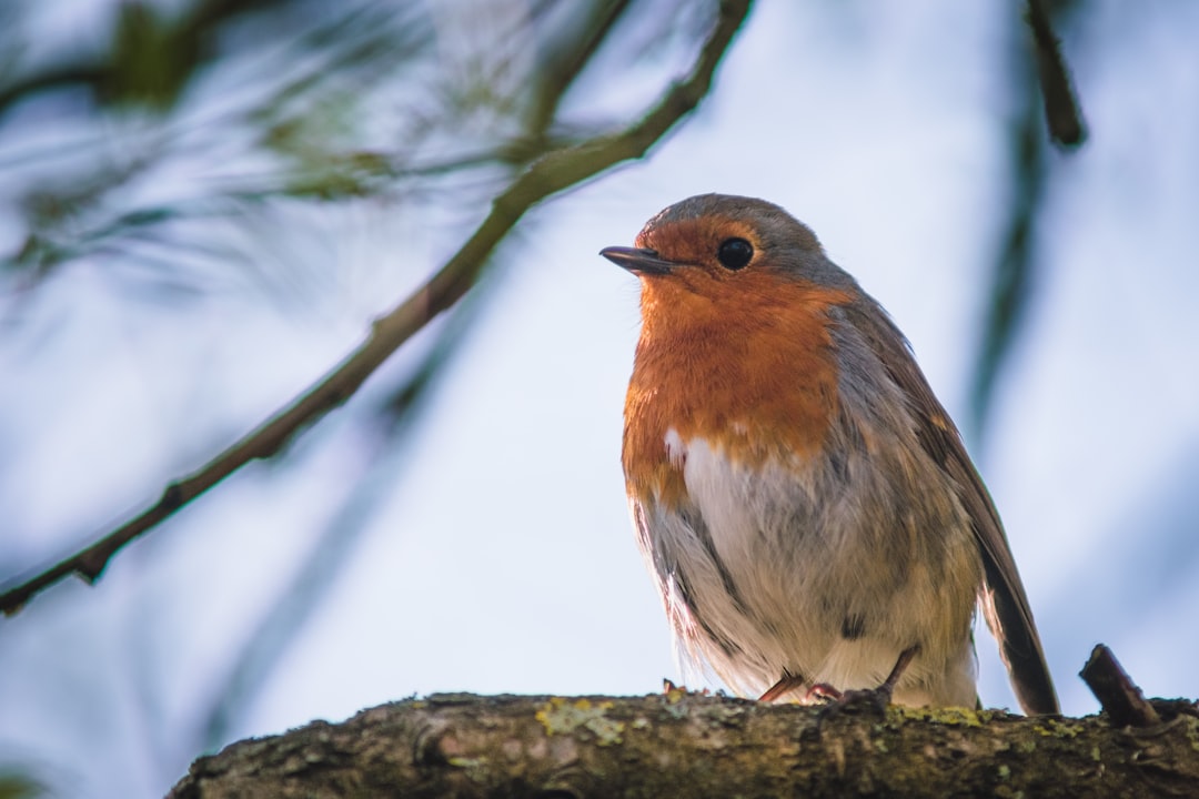 brown and gray bird on tree branch