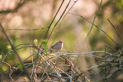 brown bird on brown tree branch during daytime