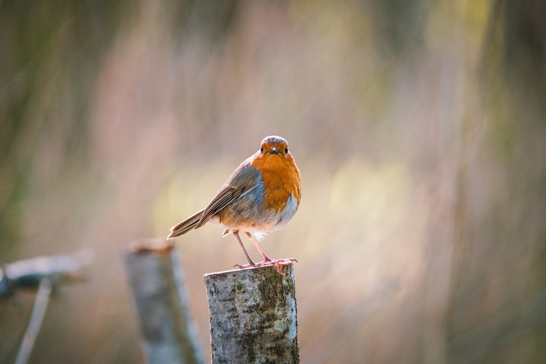 orange and gray bird on gray wooden fence during daytime