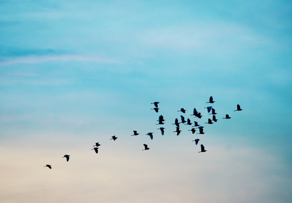 flock of birds flying under blue sky during daytime