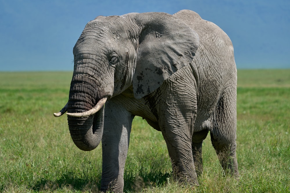 Elefante grigio sul campo di erba verde durante il giorno