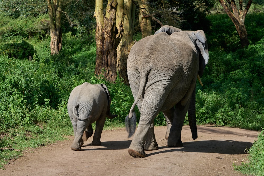 낮에 길을 걷는 두 마리의 회색 코끼리