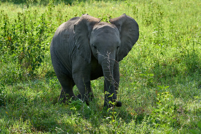 Baby elephant on the Ngorongoro Crater plains
