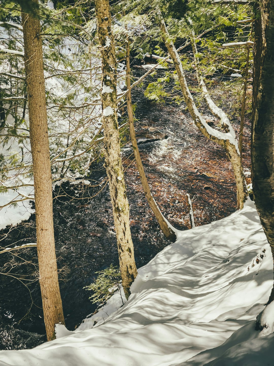 brown trees covered with snow during daytime