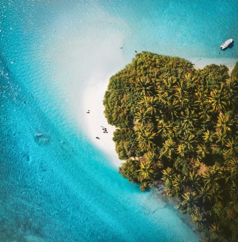 aerial view of green trees on seashore during daytime