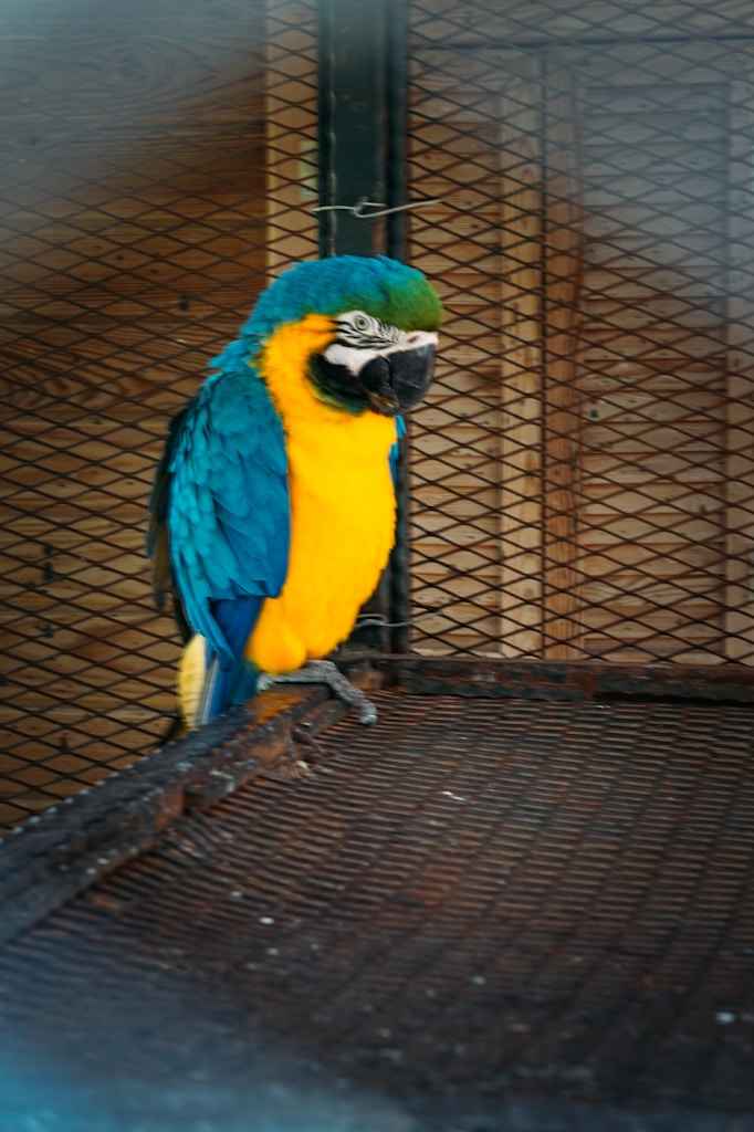 Parakeet Activity Hanging Toy
