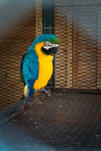 Parakeet Activity Hanging Toy