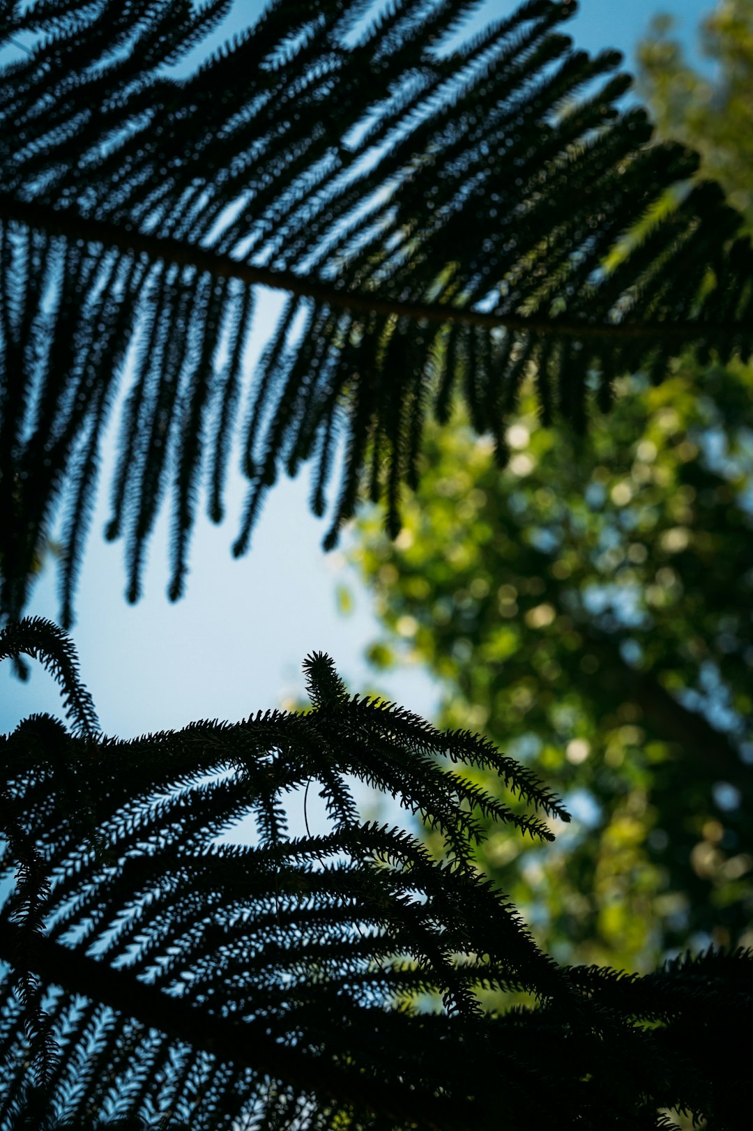 green palm tree during daytime