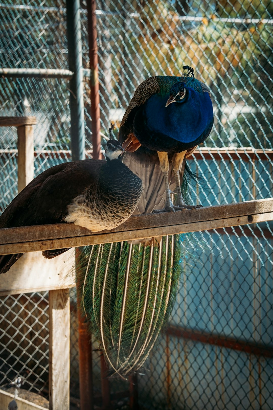 peacock on brown wooden fence during daytime