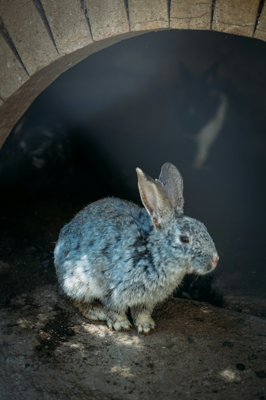 gray rabbit on brown rock