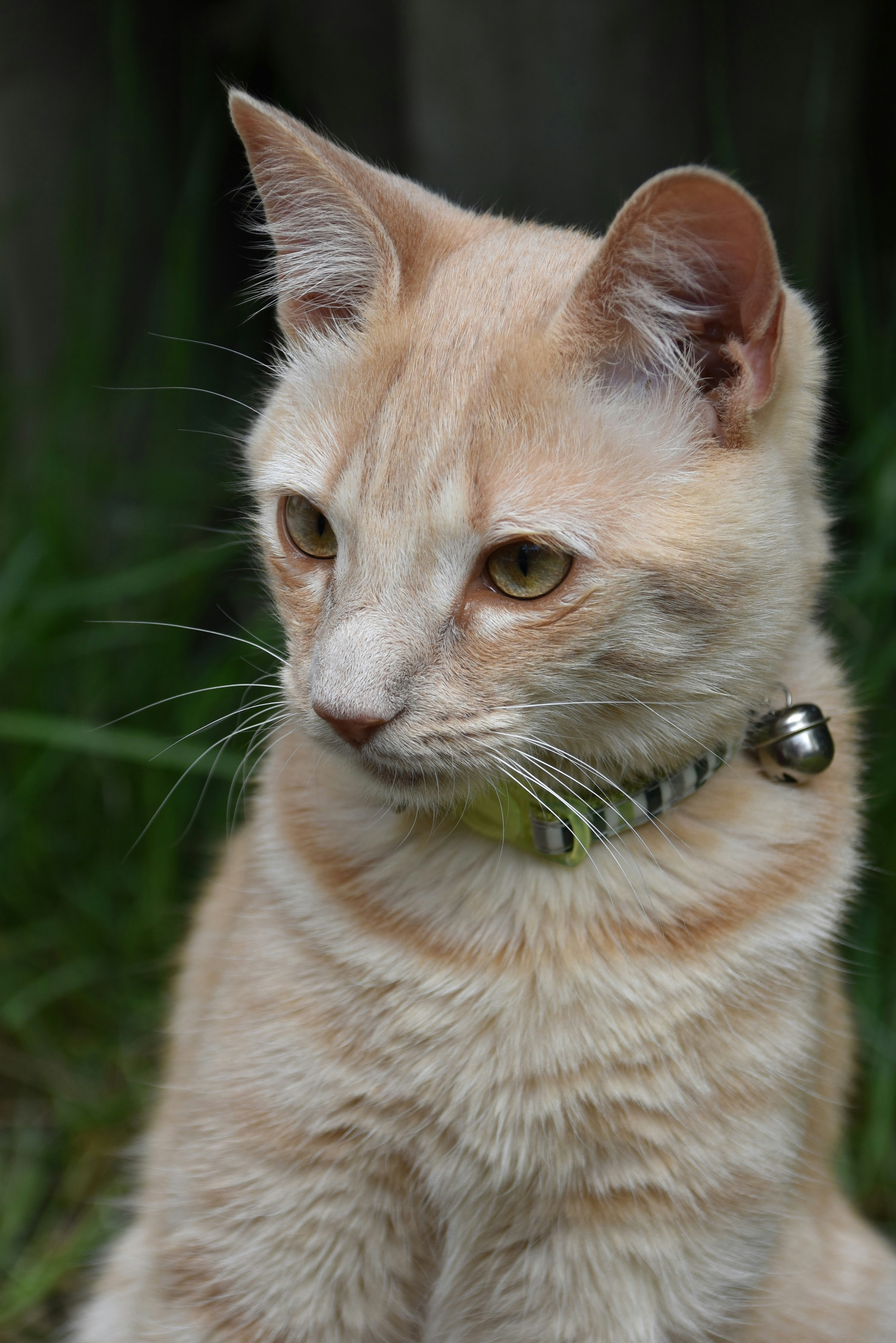 Orange tabby cat wearing collar with NFC tag outdoors