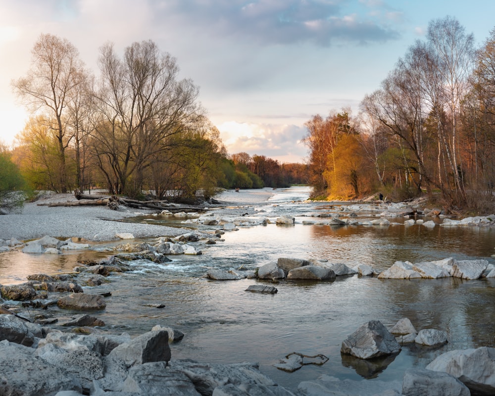 brown trees beside river under cloudy sky during daytime