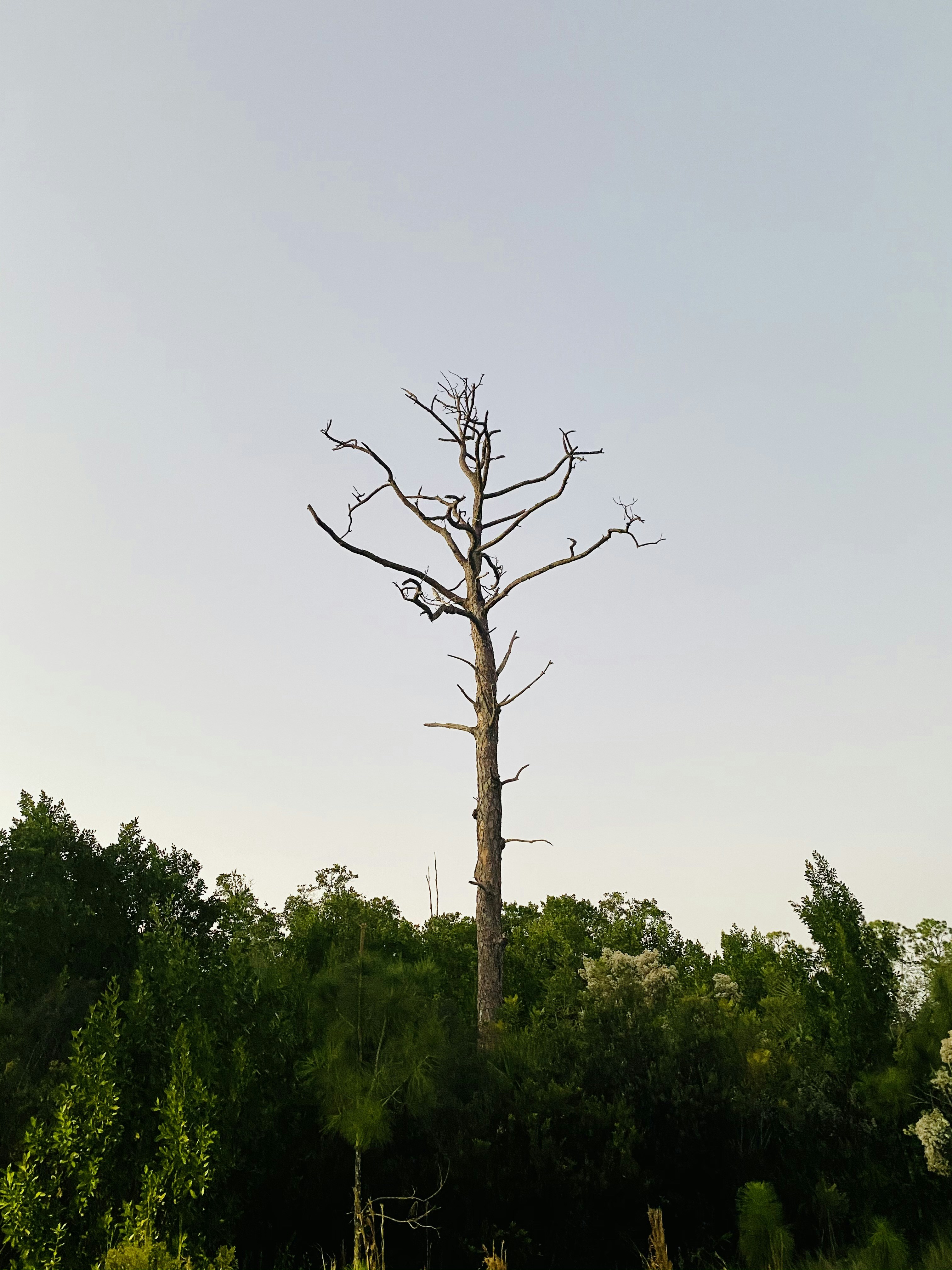 Photo by pindo_palms_vlogs