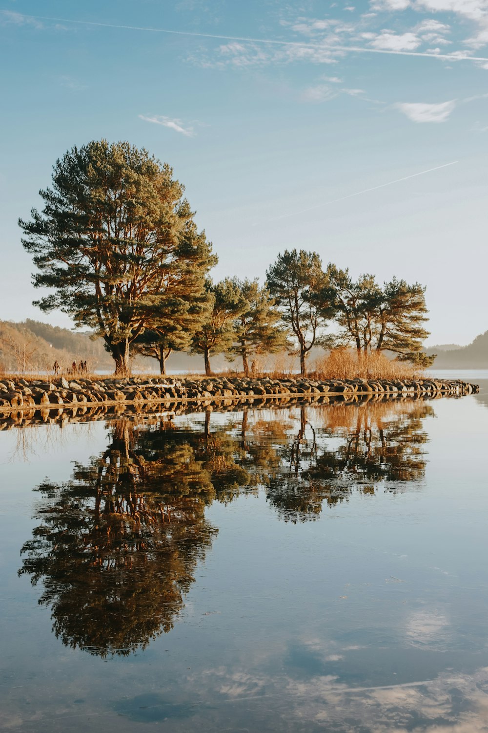 brown trees near lake during daytime