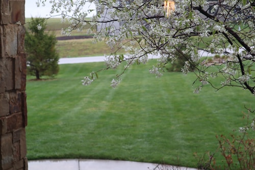 A peaceful outdoor scene featuring a neatly manicured lawn stretching across the foreground. A tree branch with small white flowers overhangs on the right, adding a touch of nature. In the background, a couple of young trees and a paved pathway are visible. On the left side, part of a stone wall provides a rustic element.