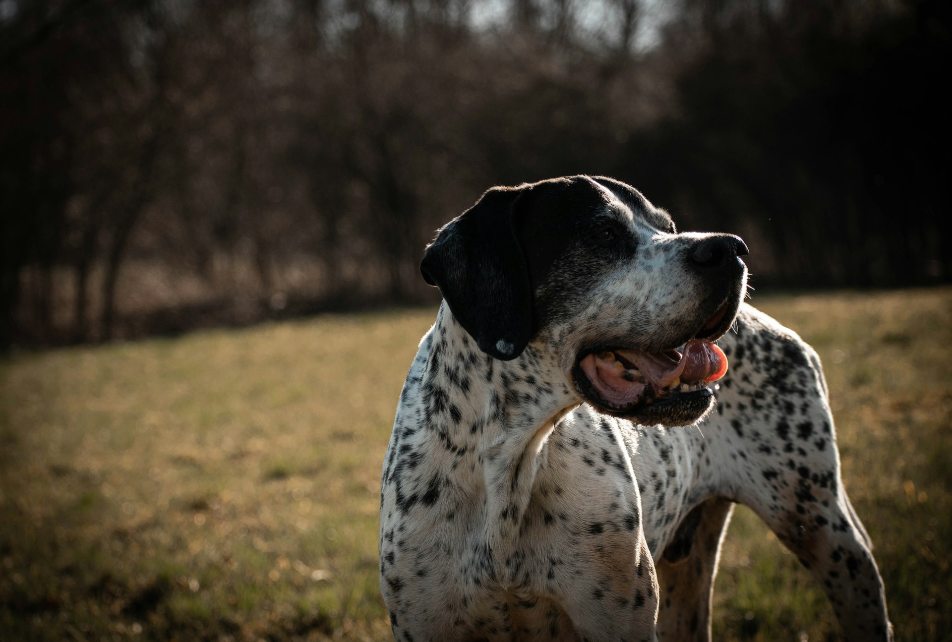 black and white dalmatian dog on green grass field during daytime