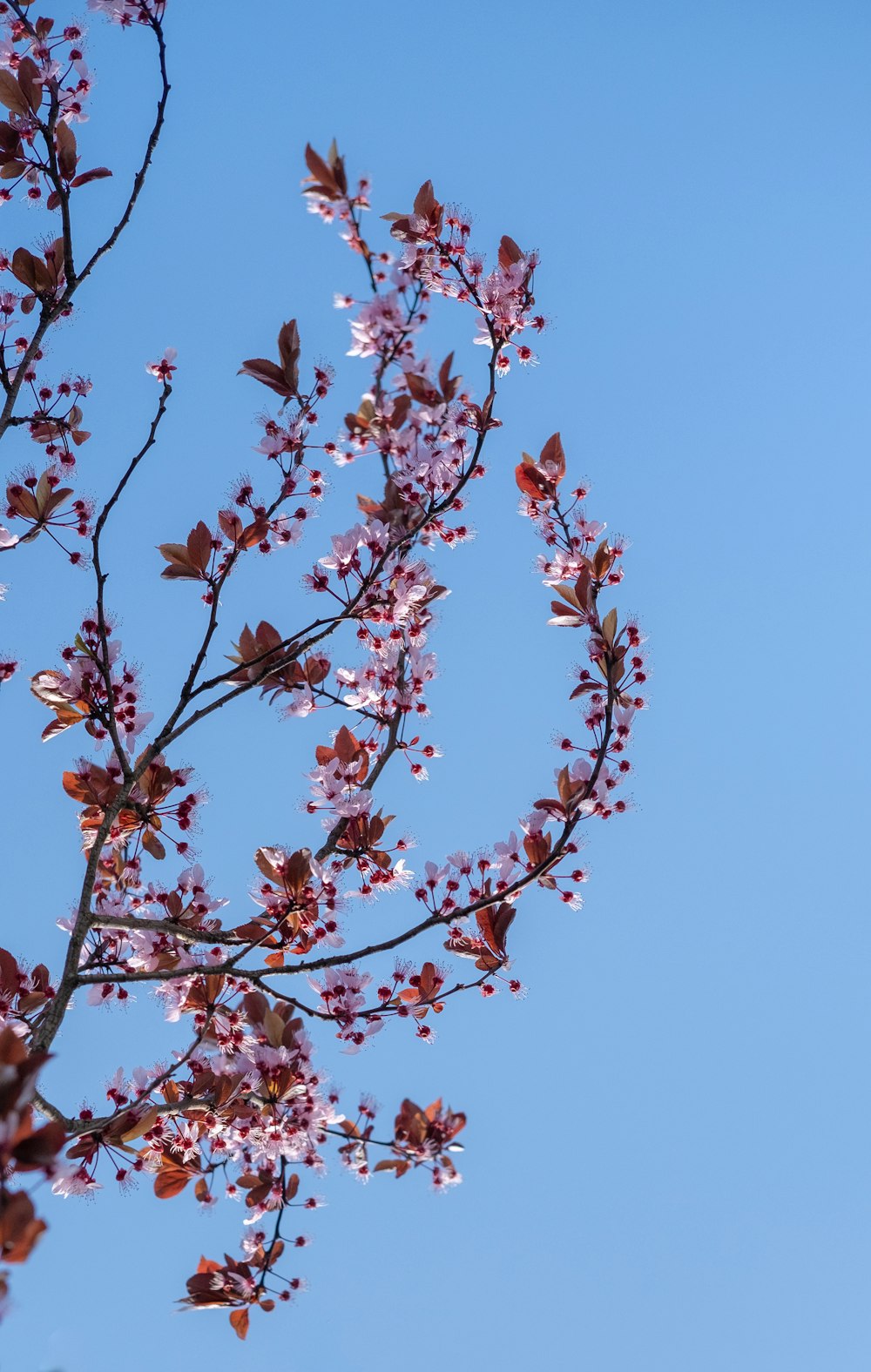 pink and white flower under blue sky during daytime