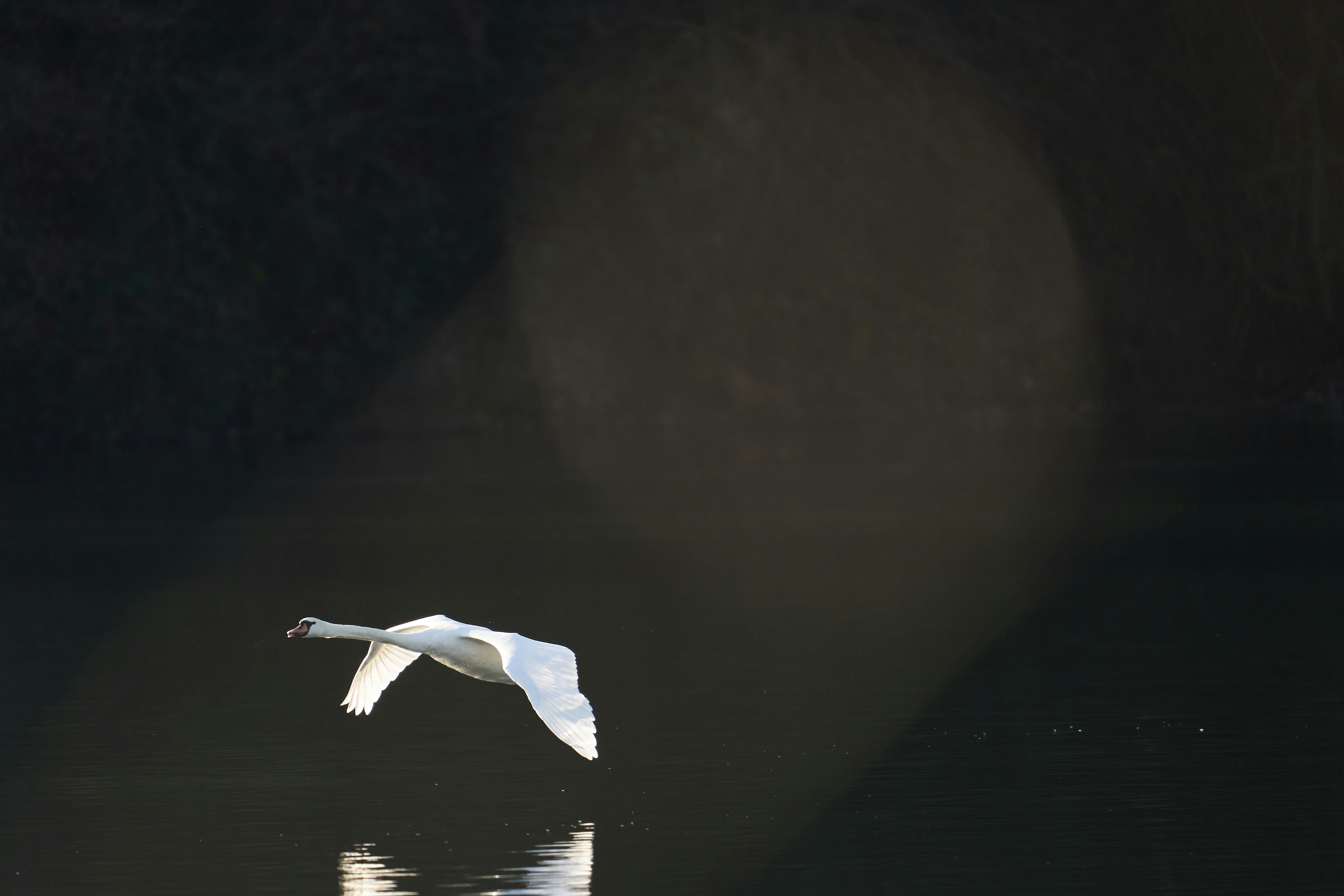 Photo by wolfgang_hasselmann