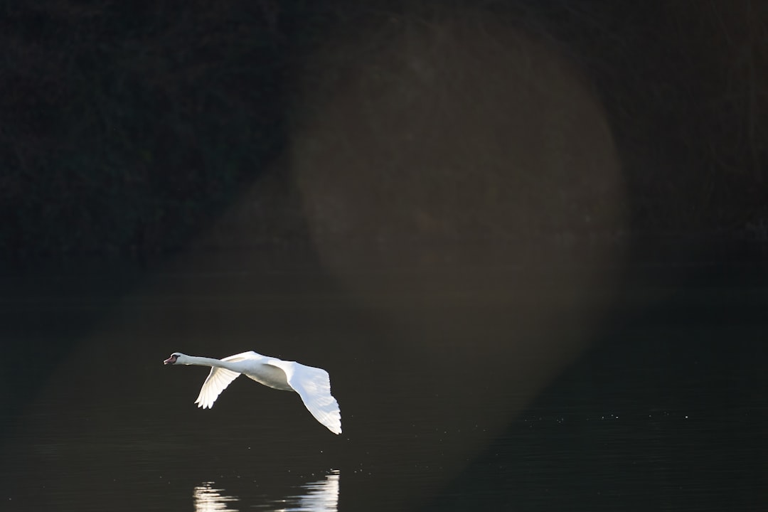white bird flying over water
