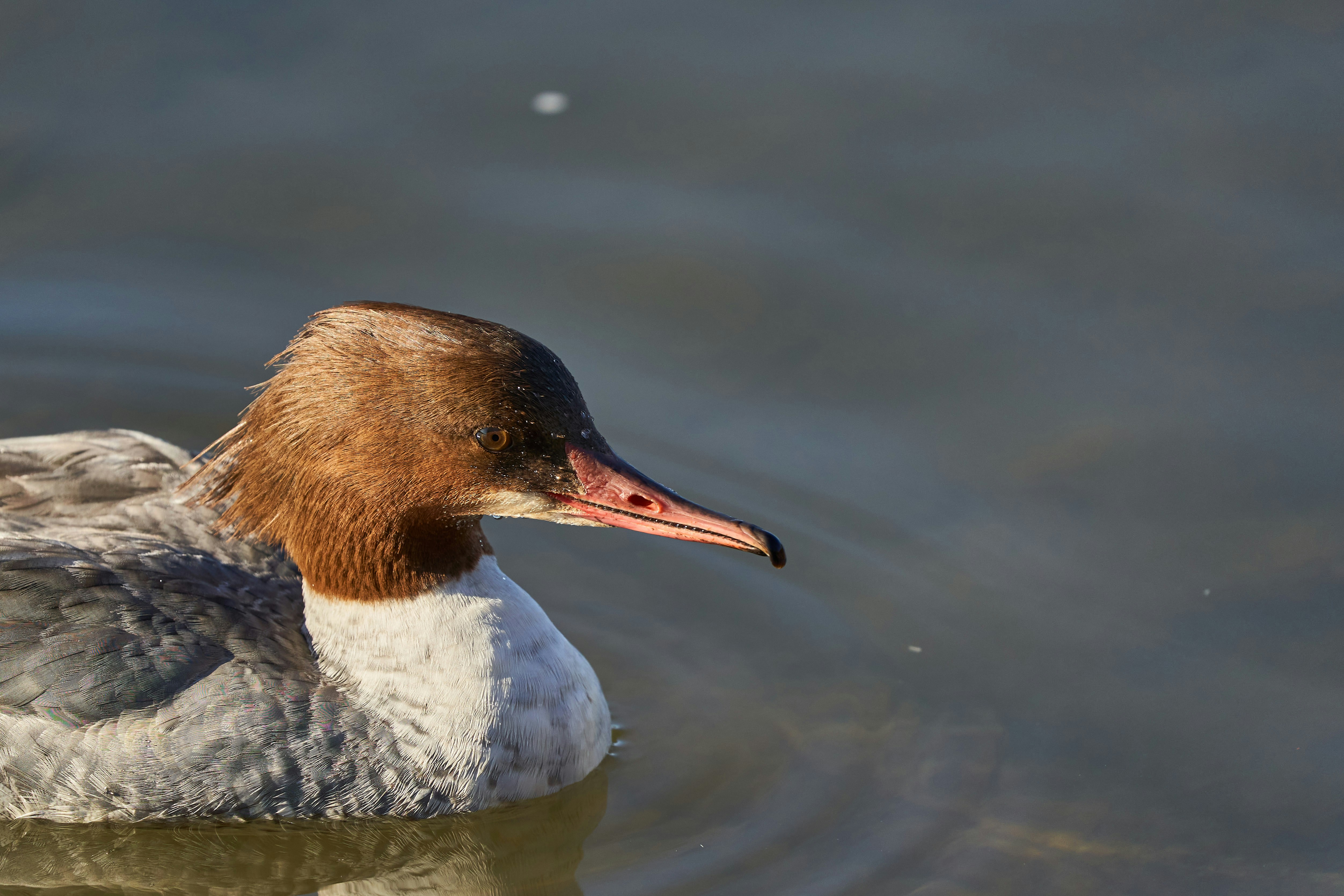 Photo by wolfgang_hasselmann