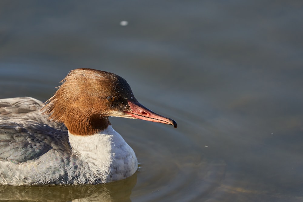 brown and white duck on water