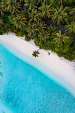 Close-up of coconut palms and mangroves lining the pristine Atlantic shoreline.