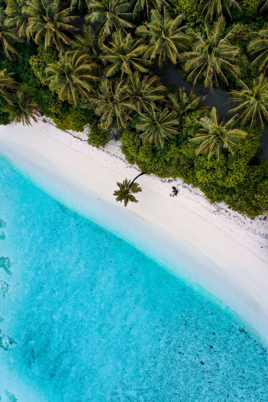 green palm tree beside blue body of water in Thaa Maldives
