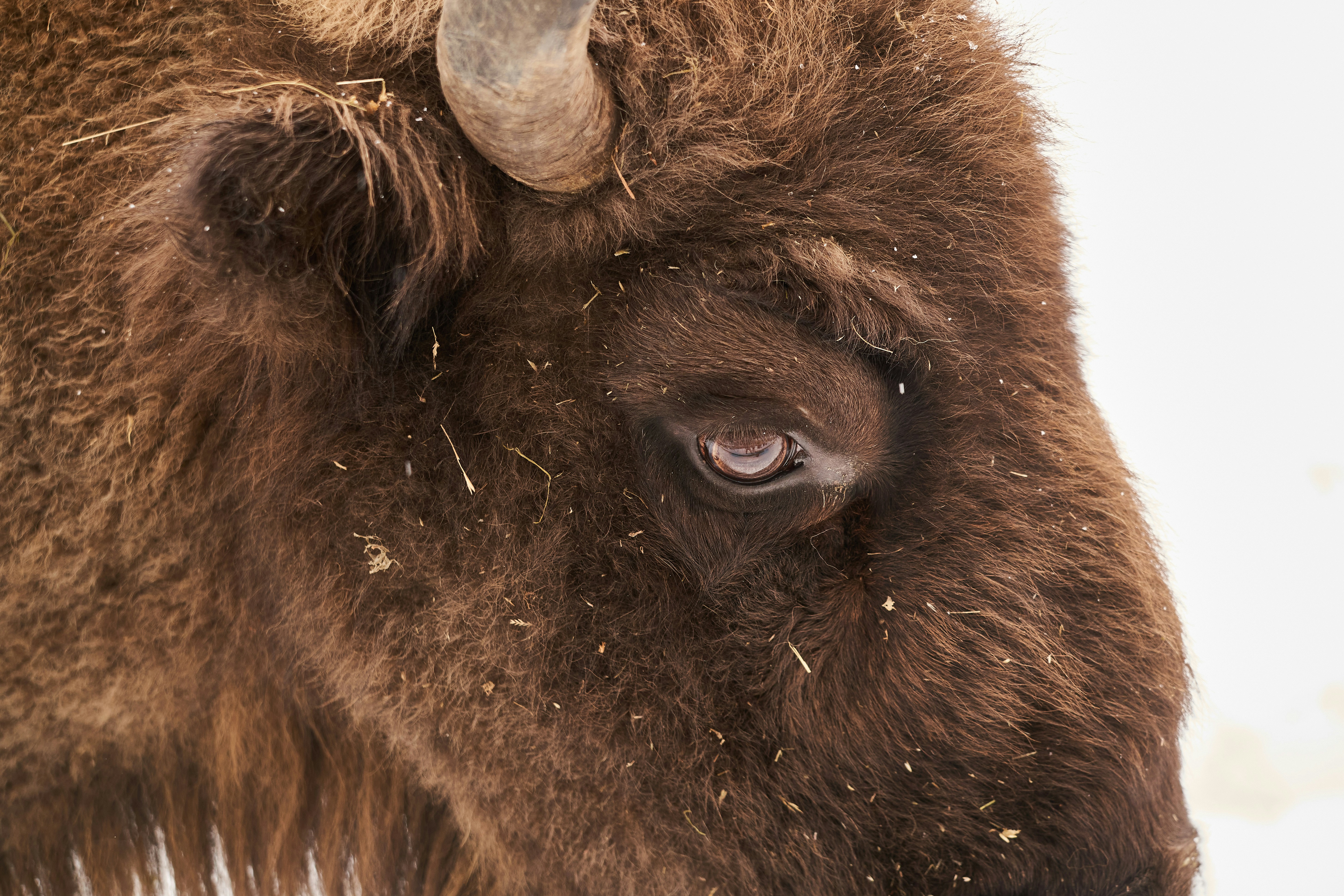 Photo by wolfgang_hasselmann