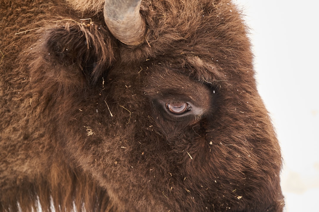 brown animal with horn on head