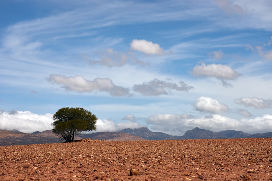 green tree on brown field under white clouds and blue sky during daytime