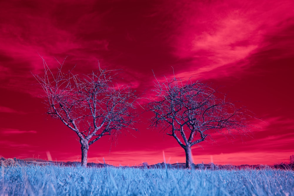 leafless tree on brown grass field under purple and pink sky