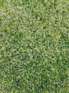 A dense carpet of small green plants with numerous tiny white flowers spread throughout. The foliage is lush and uniformly covers the ground, creating a natural, textured pattern.