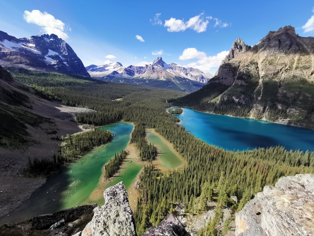 green trees near lake during daytime