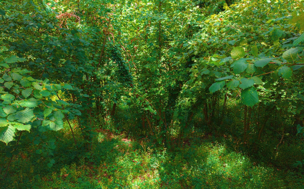 green trees and plants during daytime