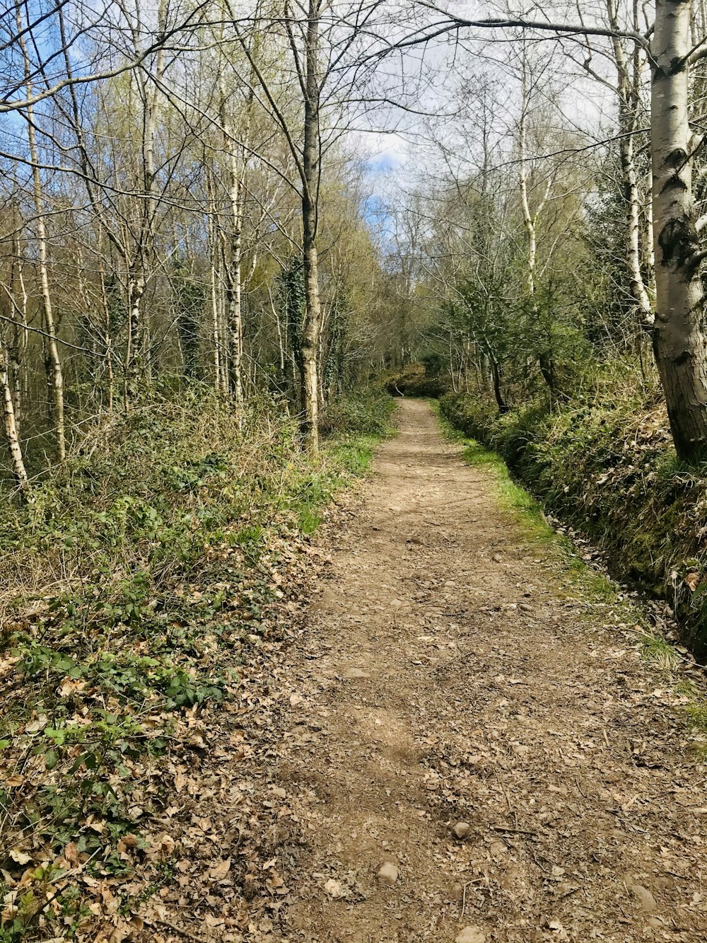 brown dirt road between green trees during daytime