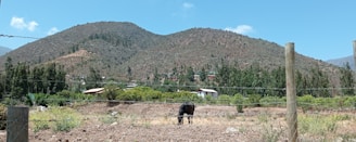 A rural landscape features rolling hills in the background, covered with sparse vegetation and trees. In the middle ground, a barbed wire fence encloses a field with patches of green foliage and a black cow grazing. Small houses with red roofs are nestled among trees at the base of the hills.