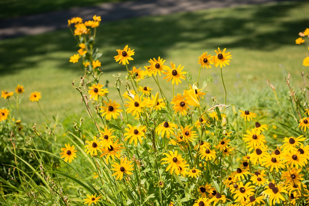 fleurs jaunes dans le champ d’herbe verte pendant la journée