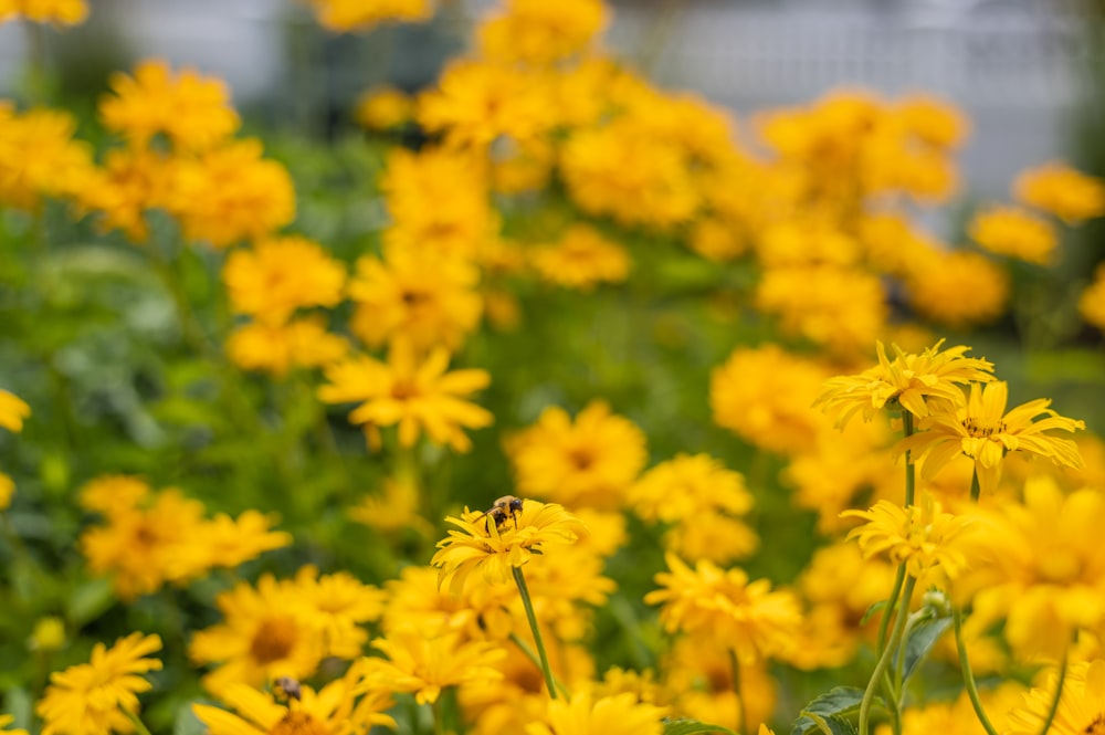 yellow flower in tilt shift lens