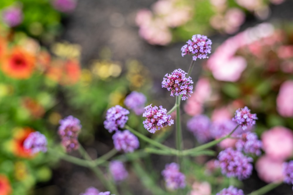 purple flower in tilt shift lens