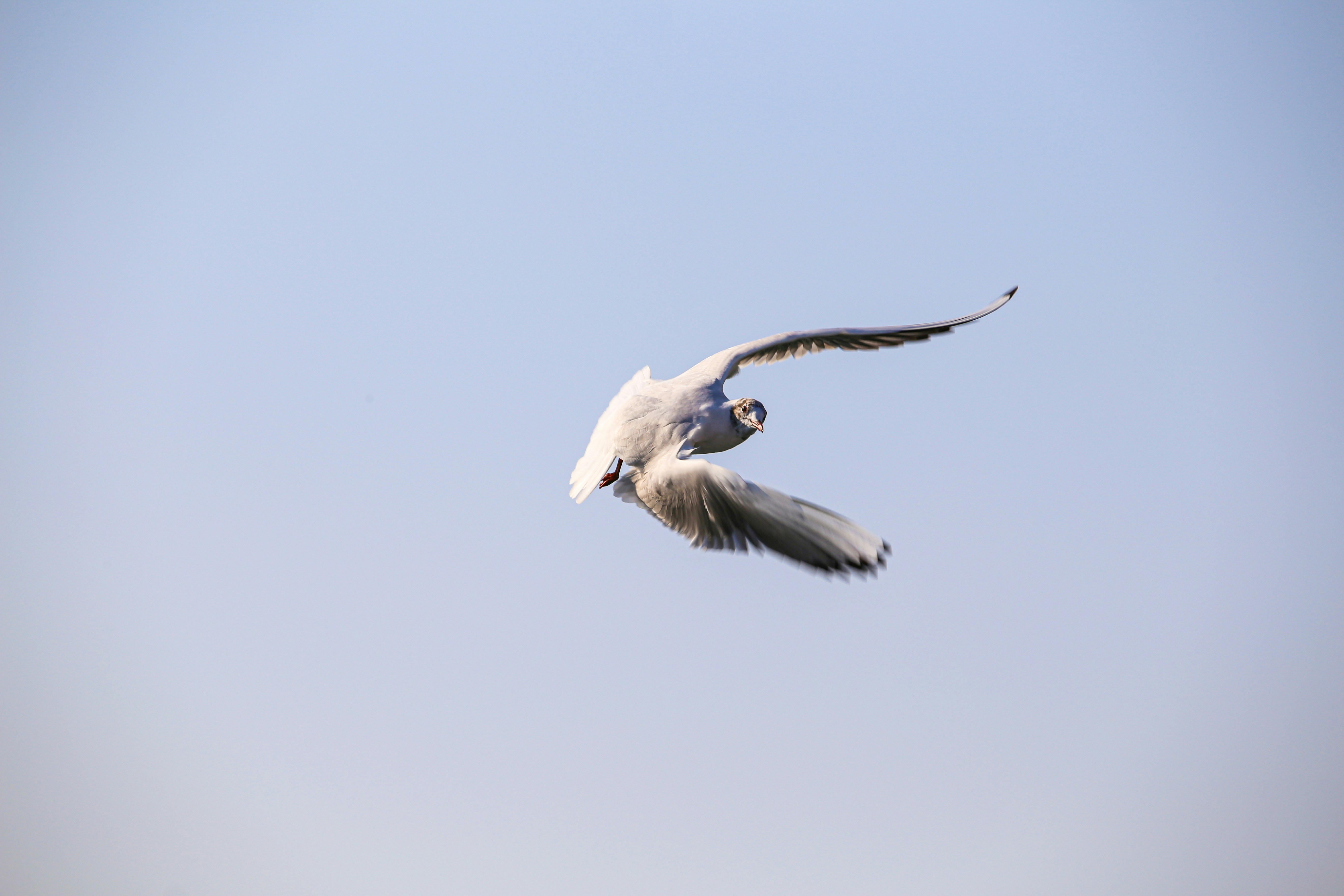 white and black bird flying during daytime