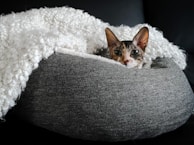 A curious tabby cat peeking out from inside a cozy knitted pet bed.